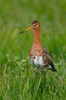 Black-tailed Godwit (Limosa limosa), Netherlands