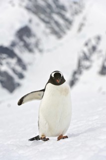 Gentoo Penguin (Pygoscelis papua), Antarctica