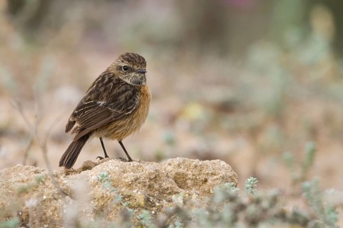 European Stonechat - Schwarzkehlchen - Saxicola torqatus ssp. rubicola, Morocco, adult female