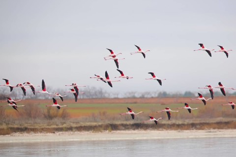A flock of pink flamingos gracefully soars above the serene wetlands of Villafranca de los