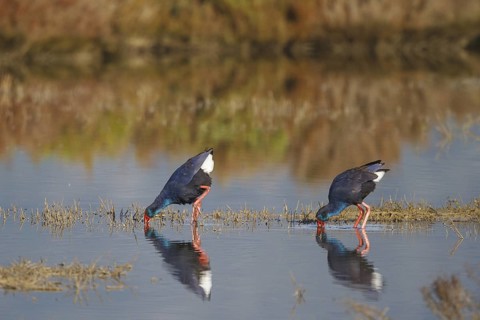 Western Swamphen (Porphyrio porphyrio) foraging, Spain