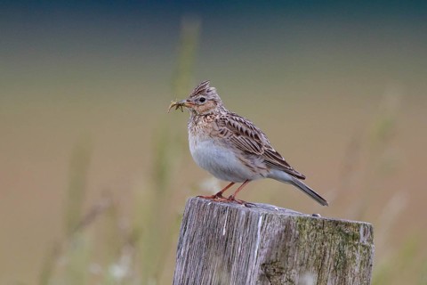 Eurasian Skylark (Alauda arvensis) perched on pale with food in beak, North Rhine-Westphalia,