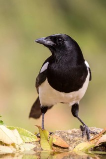 Eurasian Magpie (Pica pica) at a waterhole, Madrid, Spain