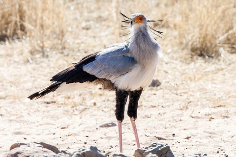 Secretary (Sagittarius serpentarius), South Africa