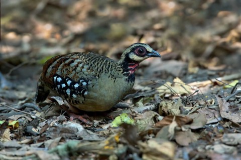 Bar-backed Partridge (Arborophila brunneopectus), Kaeng Krachan, Thailand