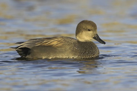 Gadwall (Mareca strepera) male, Ontario, Canada