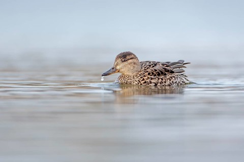 Eurasian Teal (Anas crecca) female, Saxony-Anhalt, Germany