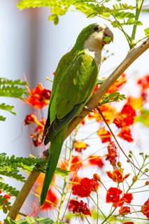 Monk parakeet (Myiopsitta monachus) Pantanal Brazil