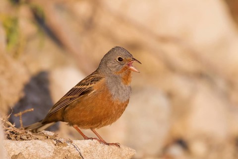Cretzschmar's Bunting - Grauortolan - Emberiza caesia, Cyprus, adult male
