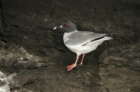Swallow-tailed Gull (Creagrus furcatus), Galapagos, Ecuador