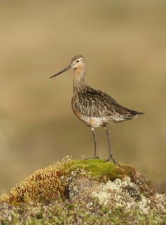 Bar-tailed Godwit (Limosa lapponica), Alaska, USA