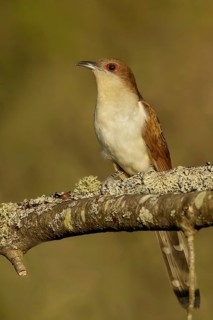 Black-billed Cuckoo (Coccyzus erythropthalmus) perched on a branch in Ontario, Canada
