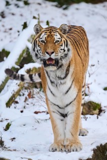 Siberian tiger (Panthera tigris altaica) standing in the snow in winter, captive, Germany