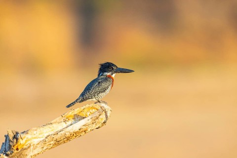 Giant kingfisher (Alcedo atthis) Zambia August