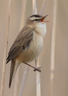 Sedge Warbler (Acrocephalus schoenobaenus) singing in reedbed, Wales, United Kingdom
