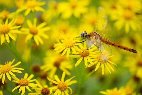 Marsh dragonfly (Sympetrum depressiusculum), Ahlhorn, Lower Saxony, Germany