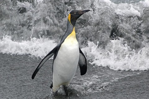Animals, Mammals, Penguin, Penguins, King Penguins, Gold Harbour, South Georgia, Antarcis