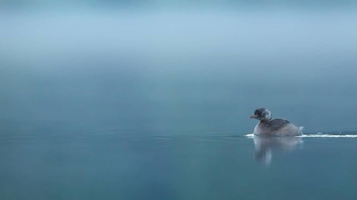 Little Grebe (Tachybaptus ruficollis), Switzerland