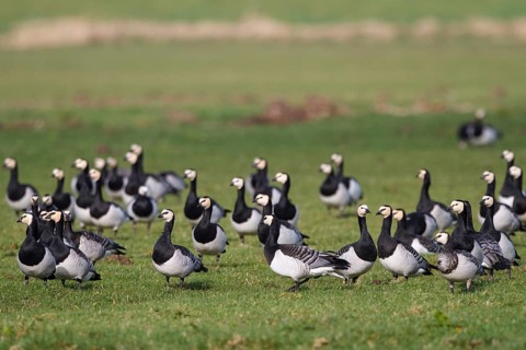 Barnacle Goose (Branta leucopsis), Netherlands