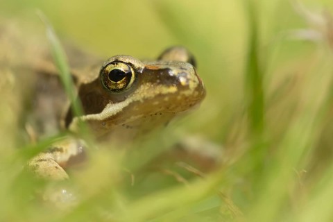 Common frog (Rana temporaria) adult amphibian amongst blades of grass in a garden lawn, Suffolk,