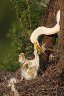Great Egret (Ardea alba), Texas, USA