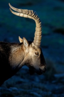 Western Spanish ibex (Capra pyrenaica victoriae) male portrait, Sierra de Gredos, Castile and Leon,