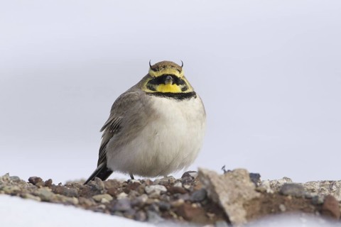 Horned Lark (Eremophila alpestris), Morocco