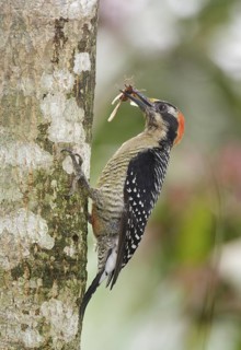 Black-cheeked Woodpecker (Melanerpes pucherani) with insect in its beak, Pichincha, Ecuador