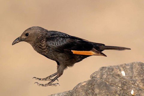 Tristramstar (Onychognathus tristramii), Oman