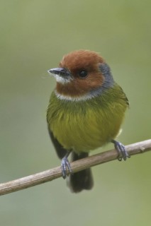 Lulu's Tody-Flycatcher (Poecilotriccus luluae), Abra Patricia Protected Area, Peru