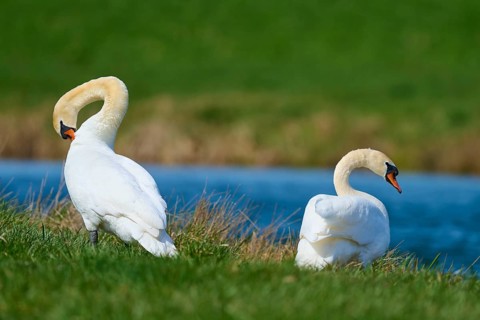 Two swans standing on the grassy shore of a lake, Mute Swan (Cygnus olor), spring, bird island,