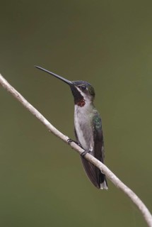 Long-billed Starthroat (Heliomaster longirostris) male, Trinidad and Tobago