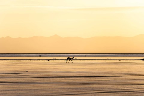 A lone animal traverses the sunlit landscape of the Andean Highlands in La Puna, Argentina, as the