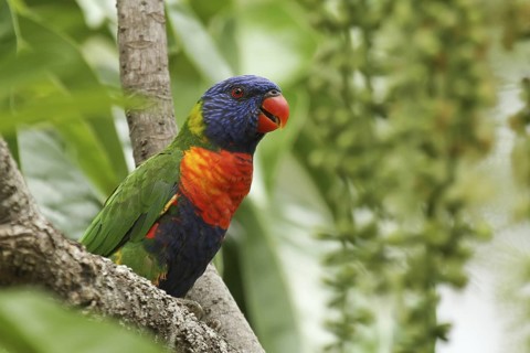 Rainbow Lorikeet (Trichoglossus moluccanus), Queensland, Australia