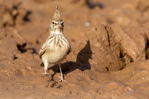 Maghreb Lark (Galerida macrorhyncha randonii), Rgabi, Morocco