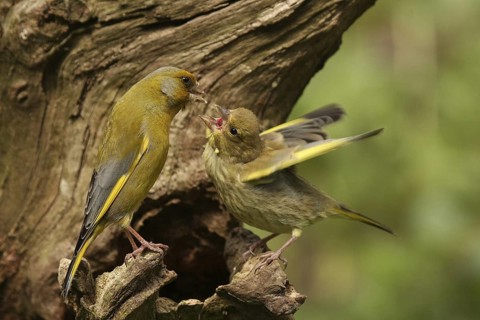 European Greenfinch (Chloris chloris) juvenile, Lower Saxony, Germany