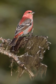 Pine Grosbeak (Pinicola enucleator) male perched on a branch, Alaska, USA