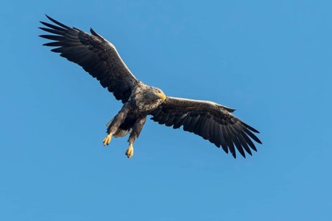 White-tailed Eagle (Haliaeetus albicilla) flying, Mecklenburg-Western Pomerania, Germany