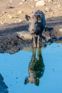 A female wild boar (Sus scrofa) stands in a small pond. Its reflection can be seen in the water.