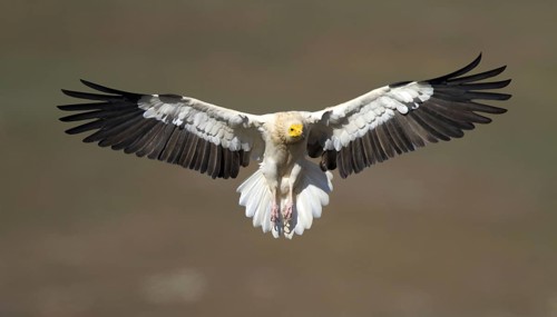 Egyptian Vulture (Neophron percnopterus) flying, Castile-La Mancha, Spain