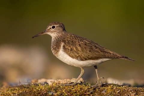 Common Sandpiper (Actitis hypoleucos), North Rhine-Westphalia, Germany