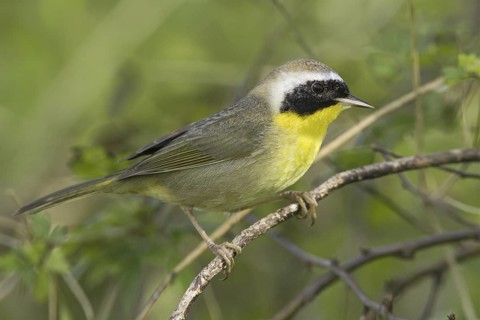 Common Yellowthroat (Geothlypis trichas), Texas, USA