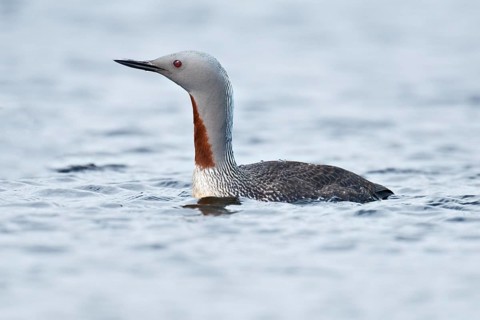 Red-throated Loon (Gavia stellata), Iceland