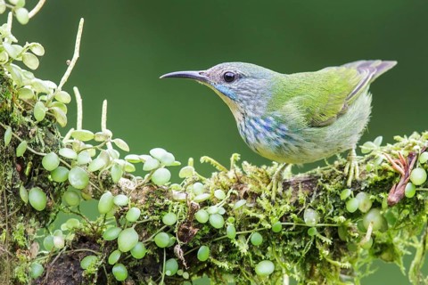 Shining Honeycreeper (Cyanerpes lucidus) perched on a branch in Costa Rica