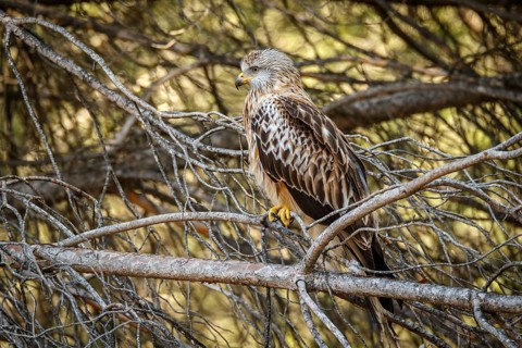 Red Kite (Milvus milvus), perched on a branch, Castile and Leon, Spain