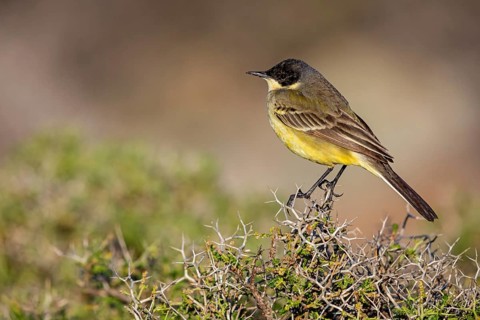 Black-headed Yellow Wagtail, Black-headed Wagtail, Motacilla flava feldegg, Motacilla feldegg,