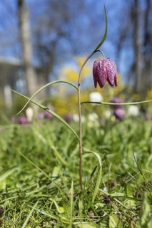 Snake's Head Fritillary (Fritillaria meleagris) in bloom, Dresden, Saxony, Germany