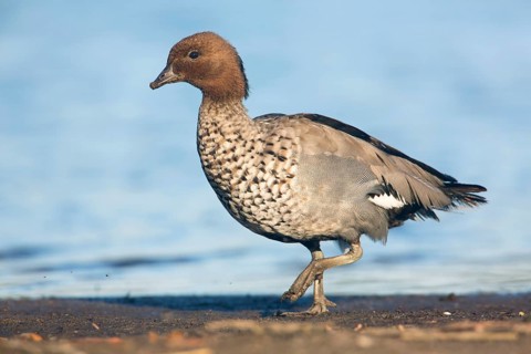 Maned Duck (Chenonetta jubata) male, Victoria, Australia