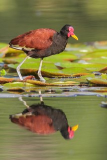 Wattled Jacana (Jacana jacana) in a lake in Manu National Park, Peru