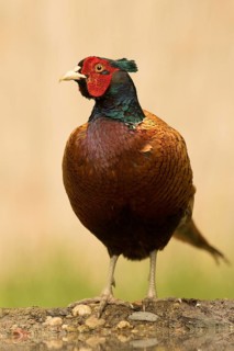 Common Pheasant (Phasianus colchicus) male, Serbia